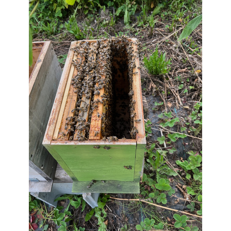 Odkład pszczeli z matką CAS BM (5 ramek)